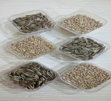 مغز تخمه آفتابگردان