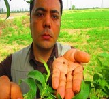 فروش کفشدوزک هفت نقطه ای ladybird