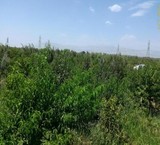 باغچه 1050 متر فیروزبهرام احمدآباد مستوفی