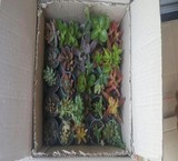 فروش انواع ساکولنت