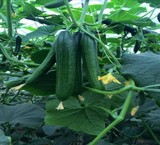 بذر خیار گلخانه ای هیبرید OMAR