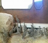 فروش ویژه کبک یک ماهه و بالغ