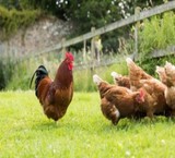 فروش نیمچه مرغ تخم گذار بومی و خروس بومی با نژاد اصلاح شده