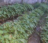 پالونیا., the language of sparrows., the olive bitter