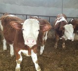Buy and sell the calf and cow and سیمینتال