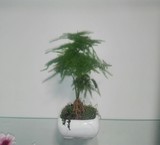 بنسای مارچوبه