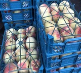 خرید و فروش اینترنتی میوه