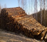چوب - روسیه