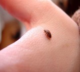 Poison, cockroach and bedbug