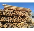 فروش چوب توس (غان) CFR بندر انزلی