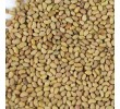 Sale of alfalfa seeds kimya bazr co
