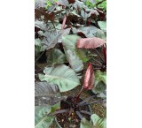 Golbagh Arta Sales of apartment and garden plants