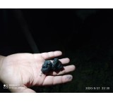 Production of truffle black mushrooms and sale of truffle black mushrooms