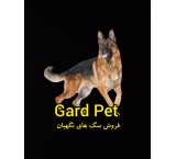Sale of guard dogs