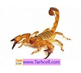 Explanatory plan for building a scorpion breeding farm (word, pdf)
