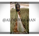 خرید تناژ برگ آلوئه ورا از تمام استان های کشور