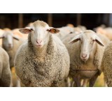 فروش انواع گوسفند زنده