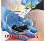 فروش و پرورش زالوی طبی با مجوز رسمی از دامپزشکی استان البرز، کرج