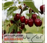 Hungarian cherry seedlings