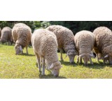 خرید انواع گوسفند زنده