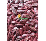 Canadian seed hybrid seed