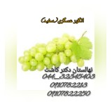 Sale of Asgari grape seedlings (red and white)