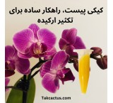 Wholesale sale of cake pistachio, propagation of orchids with a simple method