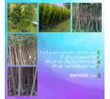 شتلات شجرة بن 15 بن 20 من لجنة المادة 7 طهران